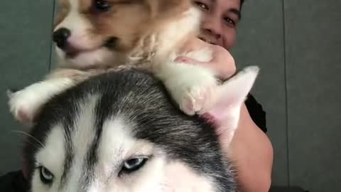 Funny Animal Videos that Make Me Burstnto Tears Laughing (CUTE) #shorts