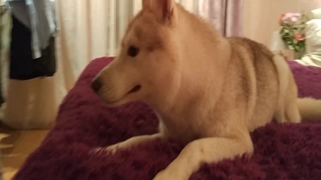 Wait Until You See How Excited This Husky Is To Play On The Bed!