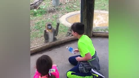 Kids at the Zoo - the most funny video