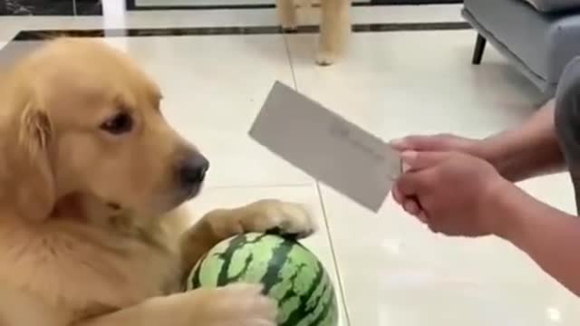 fun with pets 😂😂😂😂😂😂😂😂😂😂😂😂😂😂😂