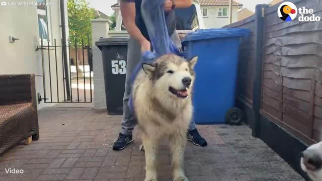 Family Tries To Convince Their Giant Dog To Get In The Bath