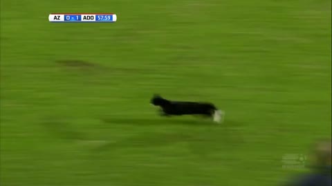 This cat goes down on the field during the game 😹😹😹