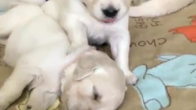 cute pet puppy