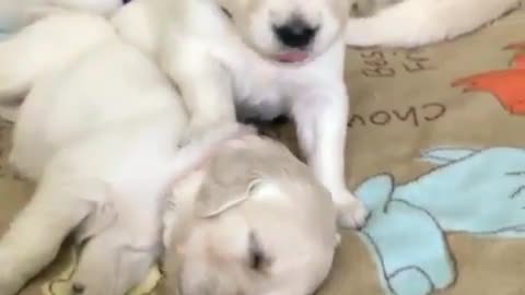 cute pet puppy