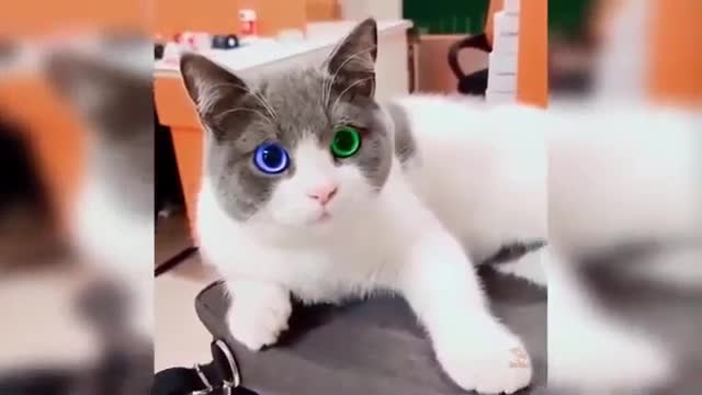 Baby Cats & Cute and Funny Cat Videos