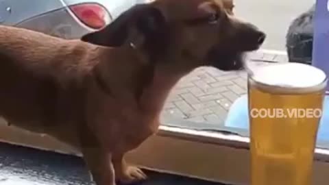 funny animals - funny animal videos #funny #animals