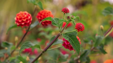 Amazing flowers