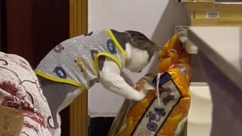 #funny #funnyfails #funnymemes #funnyvideo #funnyvideos #trynottolaughchallenge
