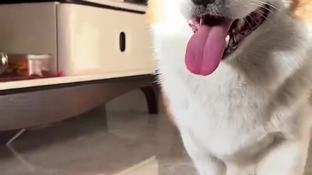 This puppy is really cute, I have been running in the camera again