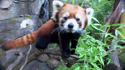 Red Panda Cub Wakes Up, Snuggles With Mom