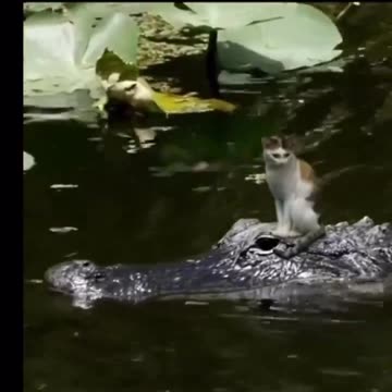 Brave and/or Stupid Cats?