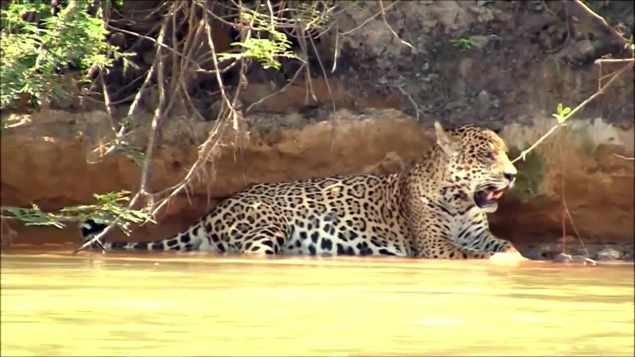 Spotted jaguar jumps into the water to capture alligator