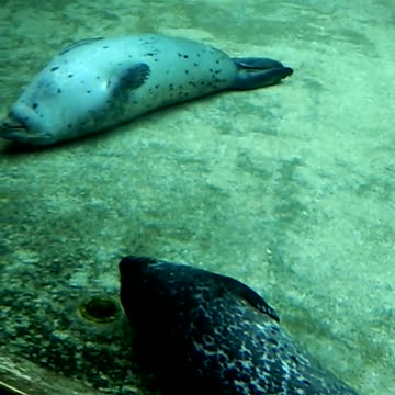 Sleepy seal 3 underwater 2021