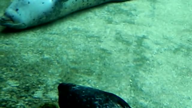 Sleepy seal 3 underwater 2021