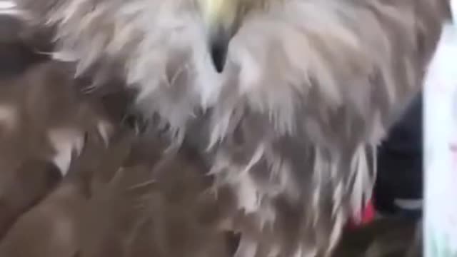 Funny dogs and cats videos.
