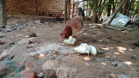 Beautiful Mother Hen and his baby Chicken feeding food