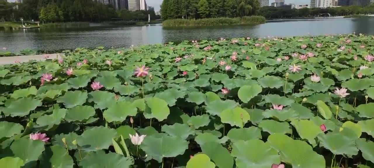 The beauty of the lotus lake is refreshing