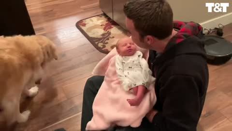 Golden Retriever Meets New Baby