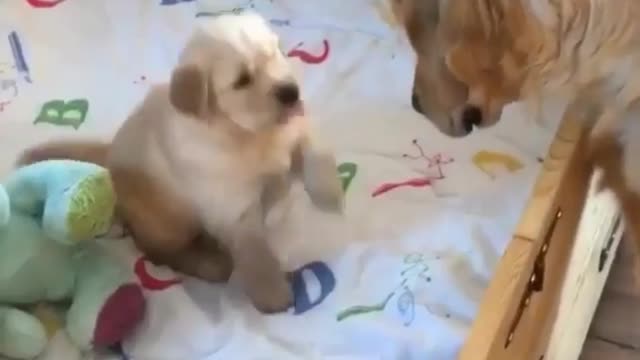 Newborn puppy sees mom and wants mom to take him out