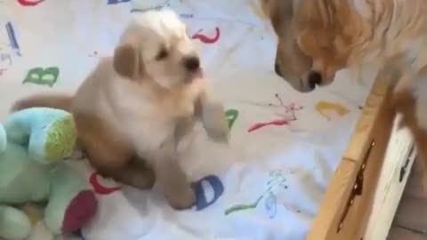 Newborn puppy sees mom and wants mom to take him out