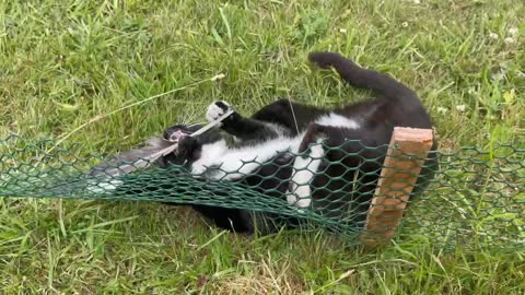 Gave a cat a feather.