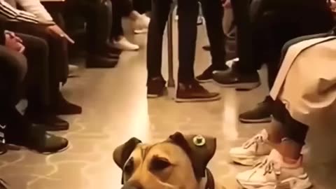 Doggo finds its way to remember its owner 😮♥️