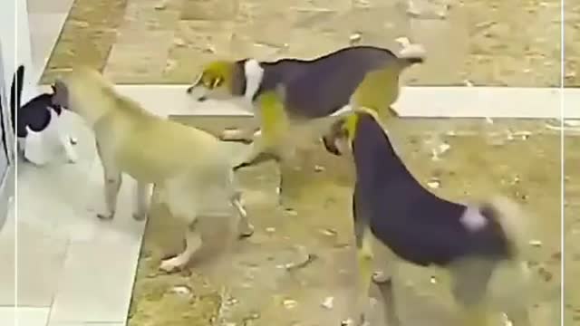 Cat vs dog fight | best ever fight | cat ๐ฑ won๐