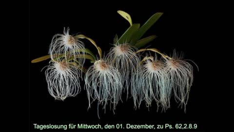 Tageslosung für Mittwoch, den 01. Dezember, zu Ps. 62,2.8.9