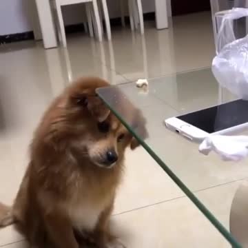 Cute dog obeyed very well