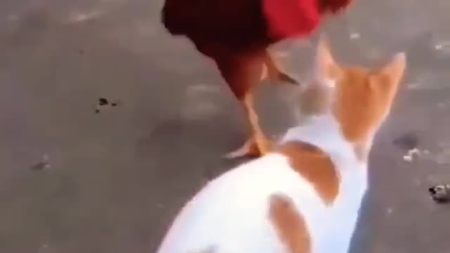 Funny cats fight