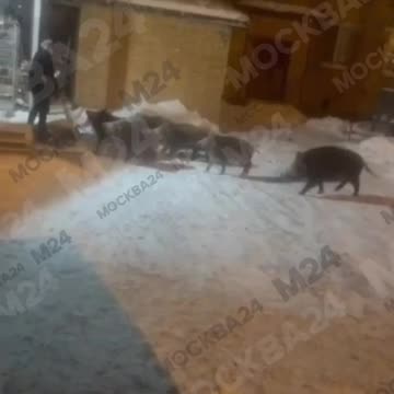 Wild Hogs searching for food in snow covered tundra