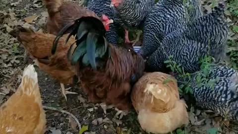 Chickens eating cream gravy