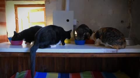 Cute Cats at Dinner Time