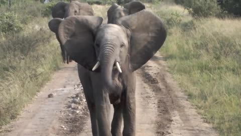 Baby elephant stand off Uganda