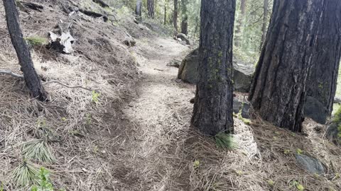 Hiking Up the Forest on Black Butte Trail (Lower Segment) – Central Oregon – 4K