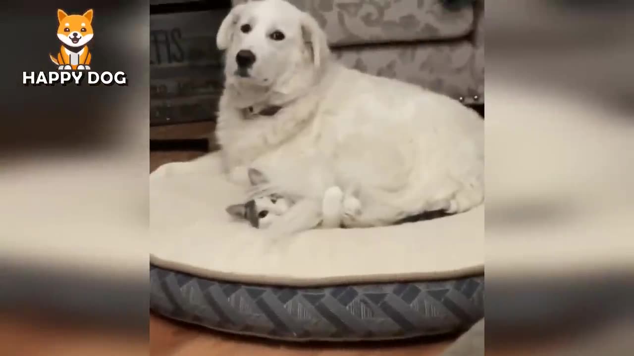 Funny Animals Videos π - Funniest Cats and Dogs πΈπΆ 138