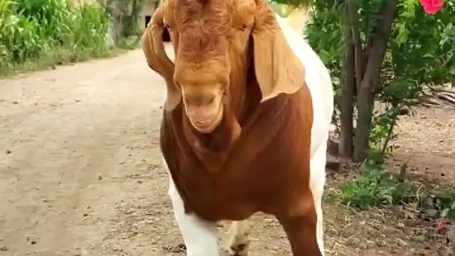 Most Funny and Cute Baby Goat Videos Compilation