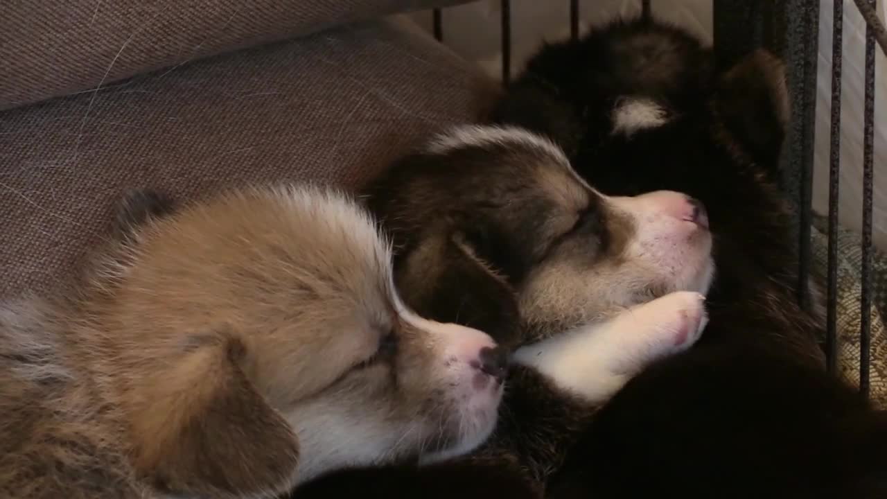 Slipping Cute Puppy's