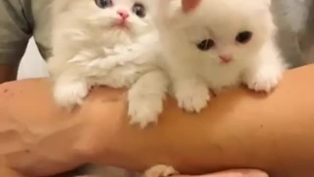 funny Baby Cats - Cute and Aww Cat Videos Compilation - Cute Animal 🐩