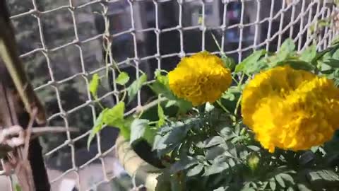 छोटा लेकिन सुंदर बालकनी गार्डन||Balcony Garden #OrganicGardening