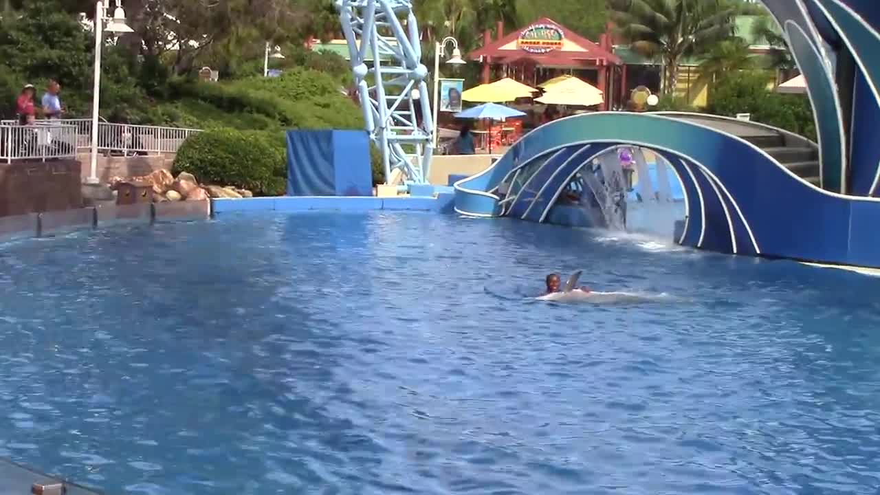 Dolphin show at sea world San Diego