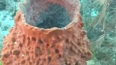 Sea sponge water circulation process