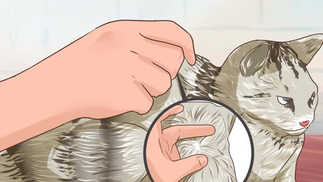 [HOW TO] CAT WORM CHECK