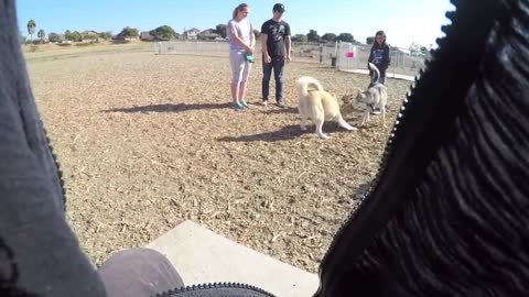 How To Socialize Your Dog Using A Dog Park