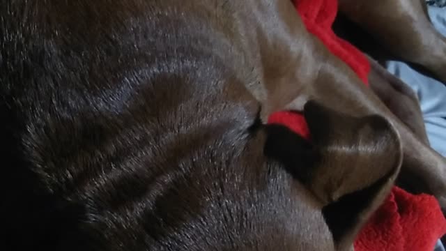 Pitbull snoring