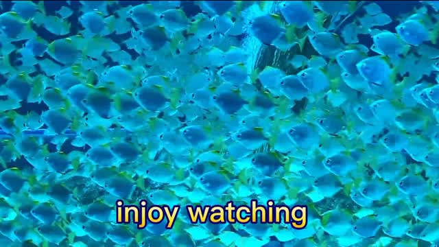 Enjoy watching the fish