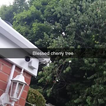 My big Fruity Cherry Tree in the Garden😍