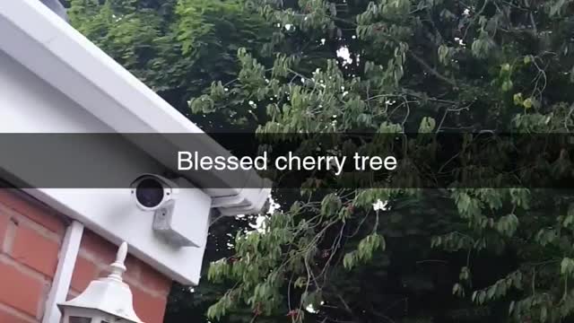 My big Fruity Cherry Tree in the Garden😍