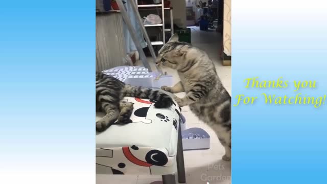 funny funny cats playing