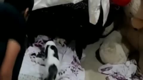 Mama Cat Drags Owner To Show Off ...